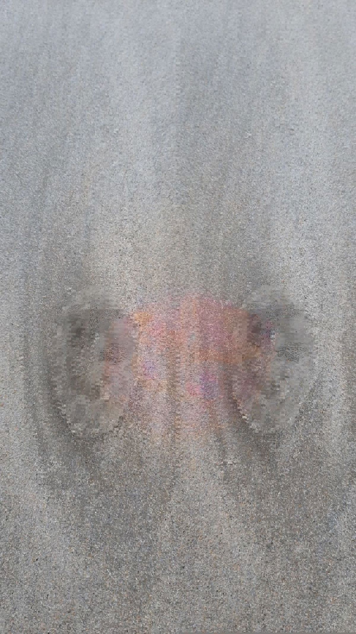 WhatsApp Image 2021-01-16 at 07.33.31.jpeg