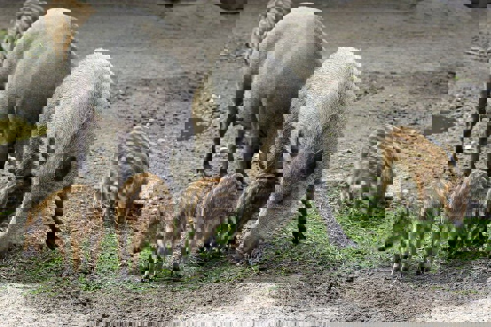 story image