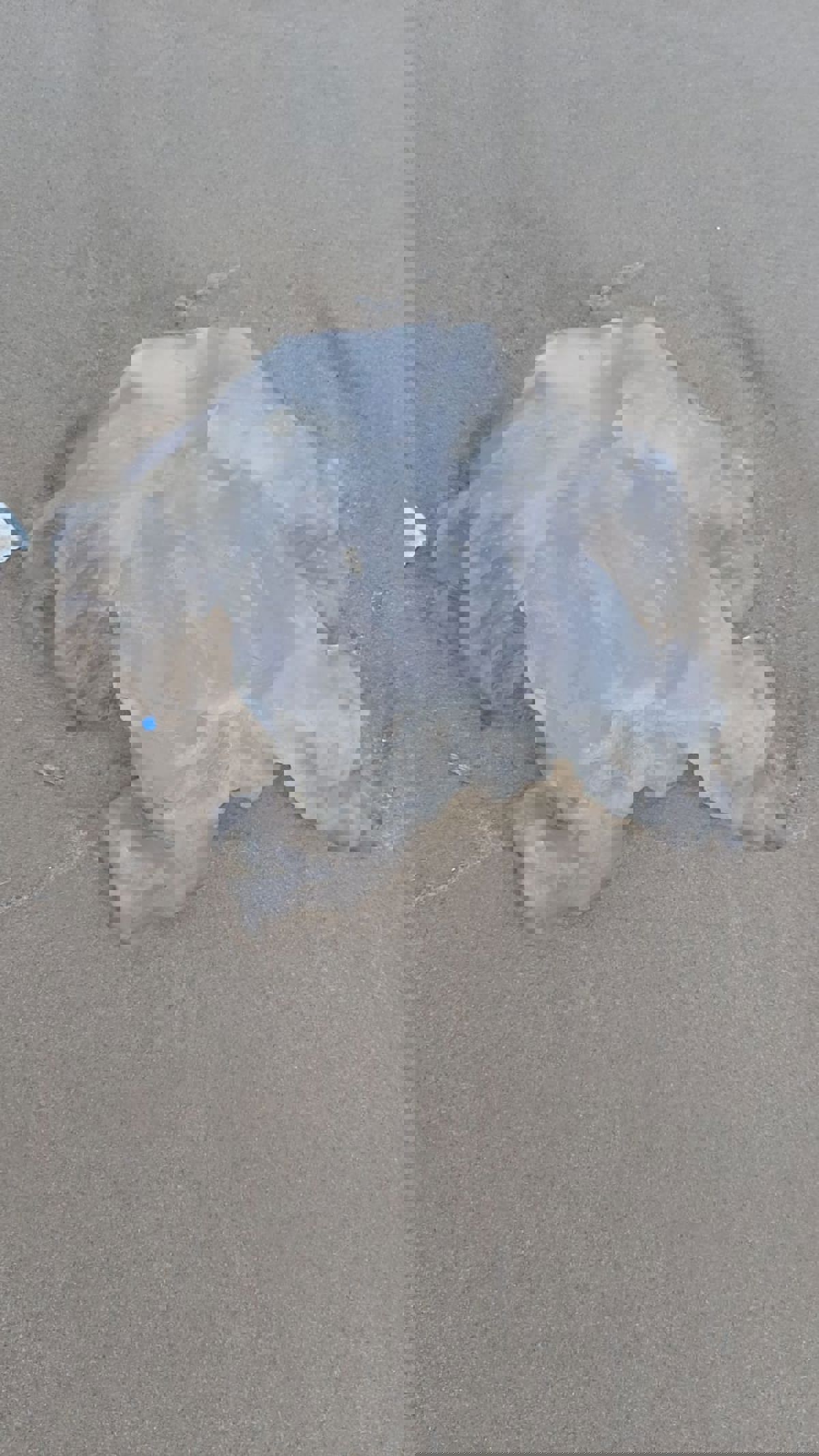 WhatsApp Image 2021-01-16 at 07.35.20.jpeg