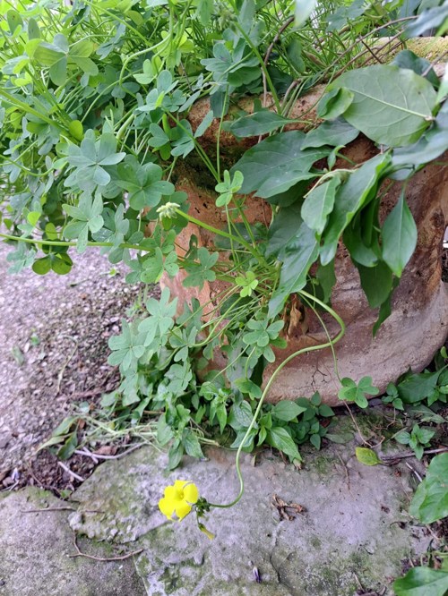 למידה מתוך בחירה ב"מיזם הדולפינים"