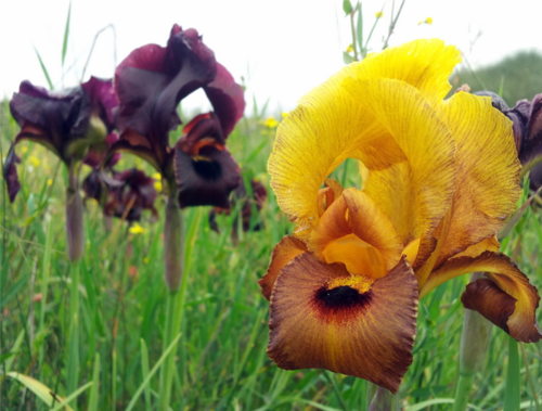 עושים תקשורת למדע