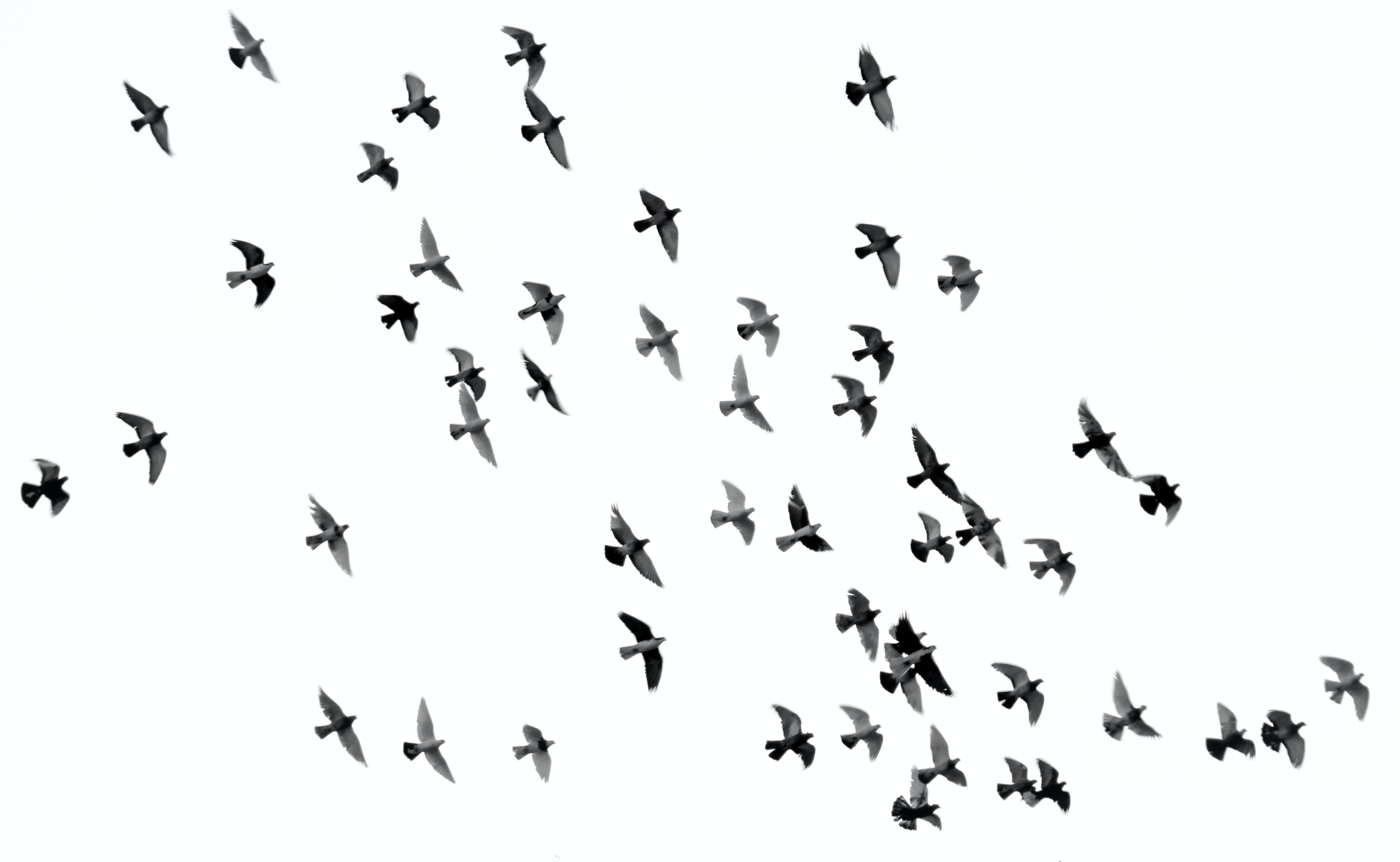 birds.jpg